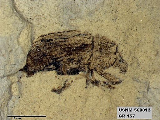 Insecta