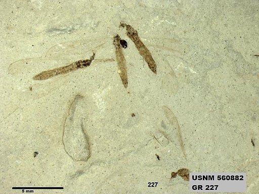 Genus sp