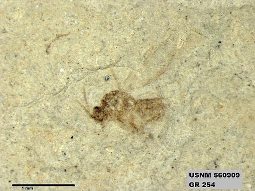 Insecta