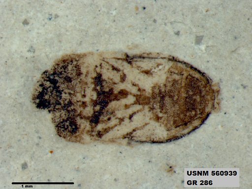 Genus sp