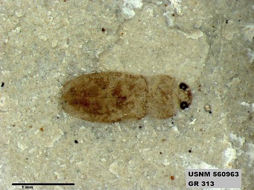 Insecta