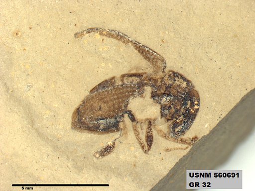 Insecta