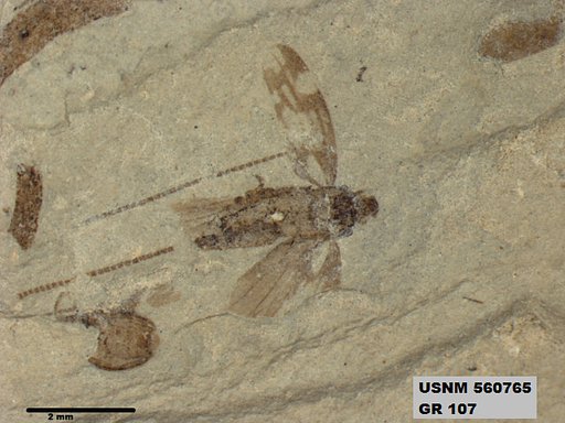 Genus sp