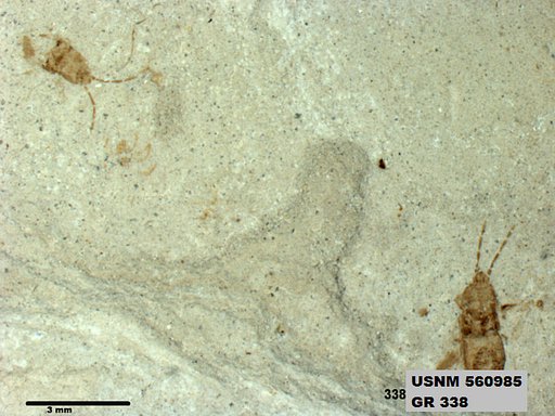 Genus sp