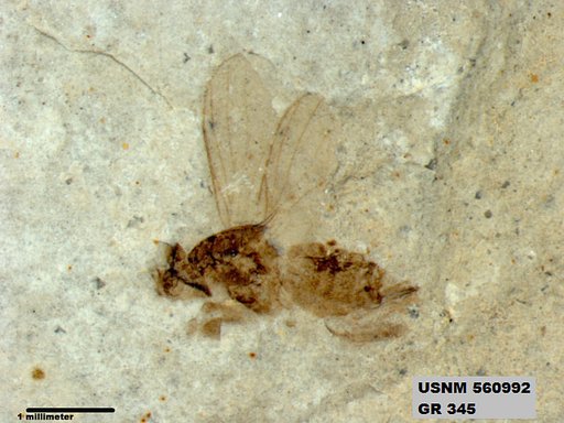 Insecta