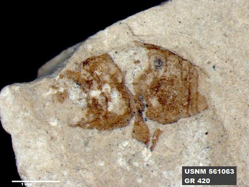 Insecta