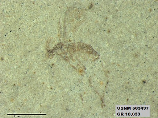Insecta