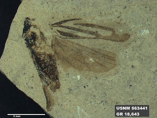 Genus sp