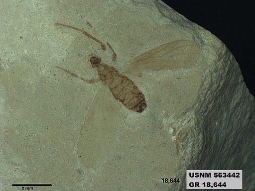 Insecta
