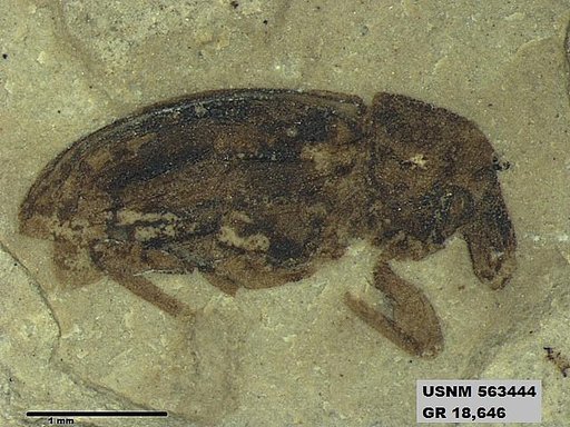 Insecta