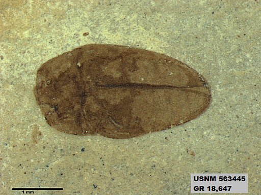 Insecta