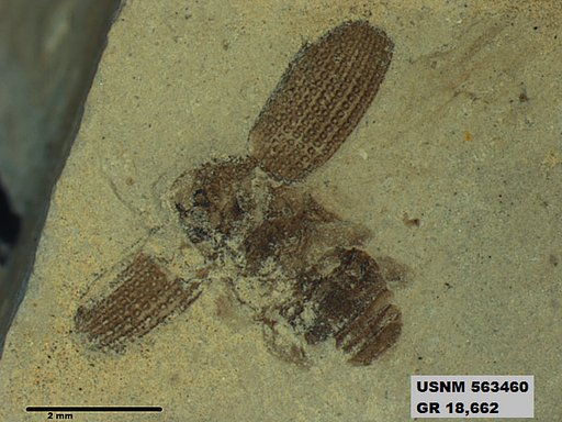 Insecta