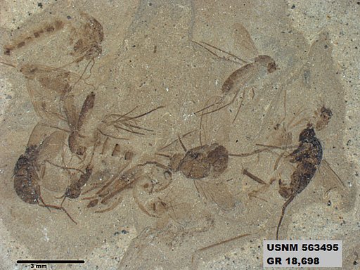 Insecta