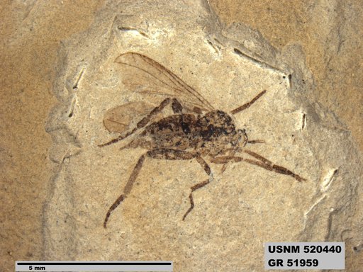 Insecta