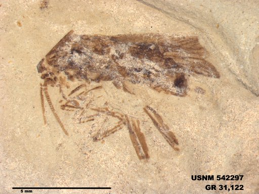 Genus sp