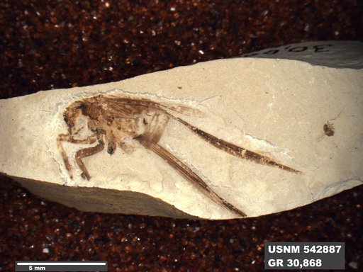 Genus sp