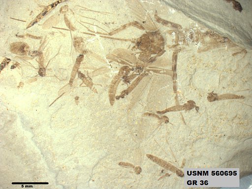 Genus sp