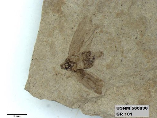 Genus sp
