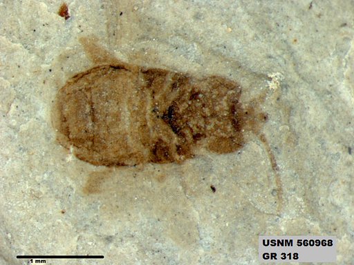 Genus sp
