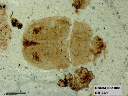 Insecta