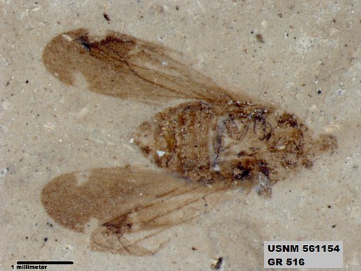 Genus sp
