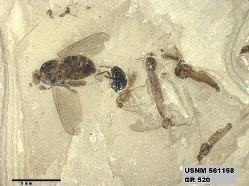 Insecta