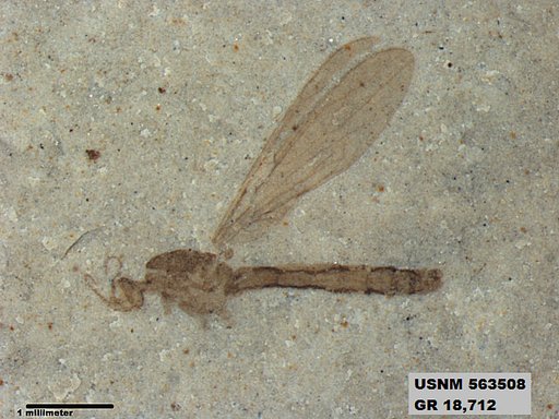 Insecta