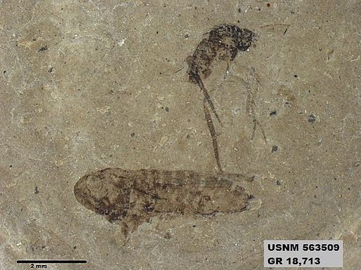 Genus sp