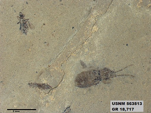 Genus sp