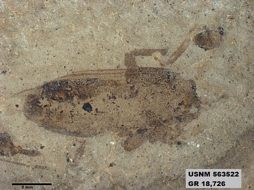 Genus sp