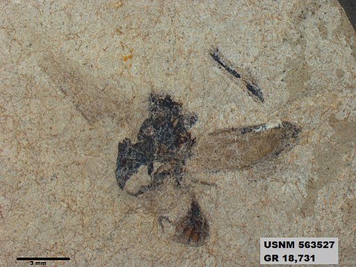 Insecta