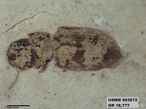 Insecta