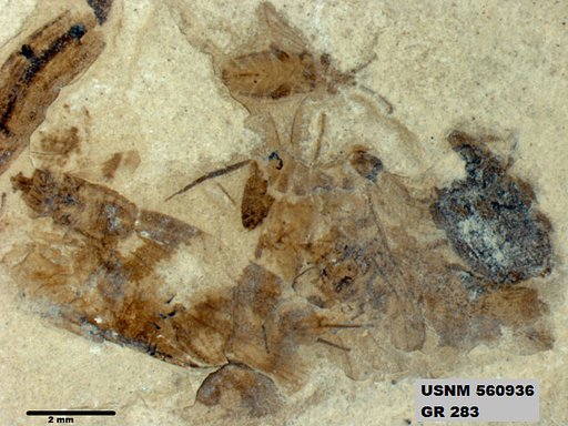Genus sp
