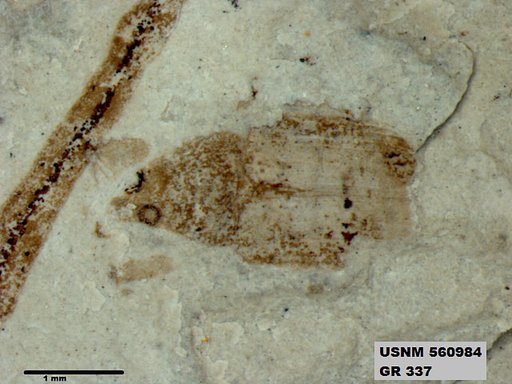 Insecta
