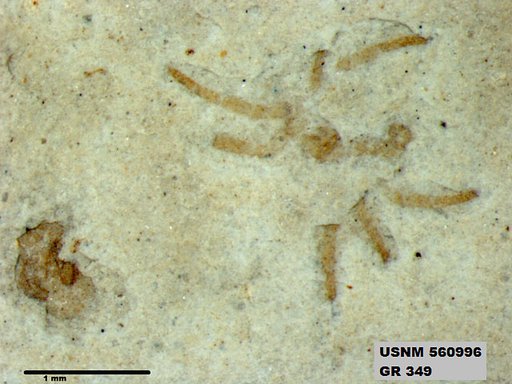 Genus sp