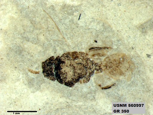 Insecta