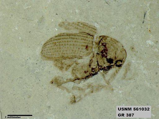 Insecta
