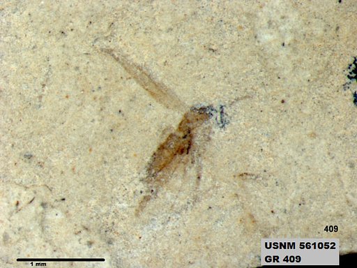Insecta