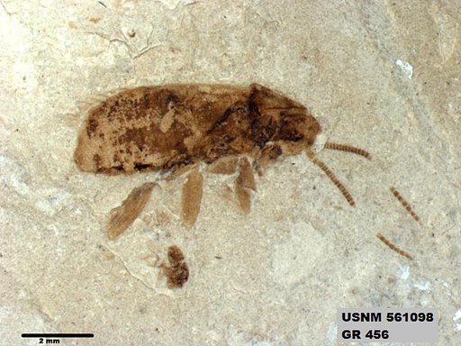Supella sp