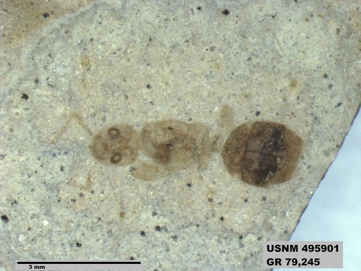 Dolichoderus kohlsi