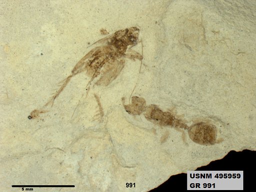 Mianeuretus eocenicus