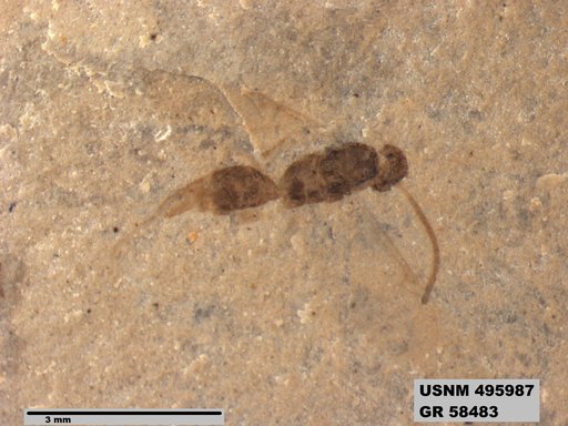 Proctotrupidae