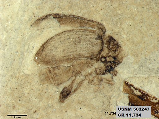 Insecta