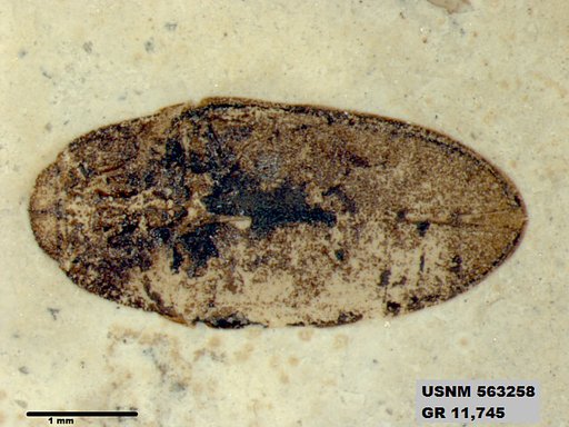 Insecta