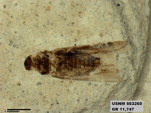 Insecta