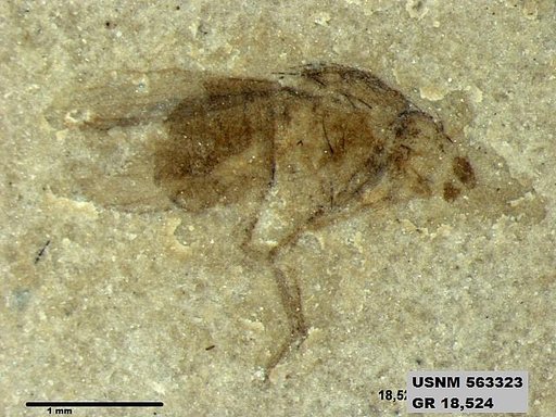 Tipula sp