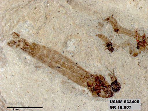 Genus sp