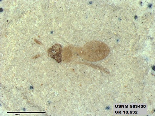 Insecta