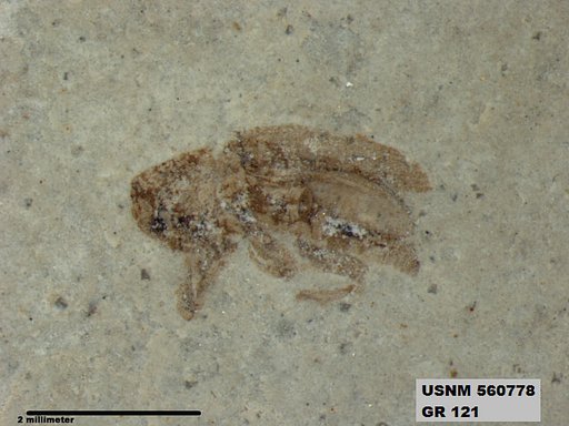 Insecta