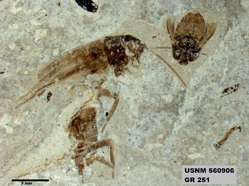 Genus sp